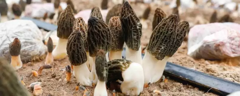 种植羊肚菌的方法和重点?种植羊肚菌要做好哪些细节?插图 种植羊肚菌的方法和重点?种植羊肚菌要做好哪些细节?插图