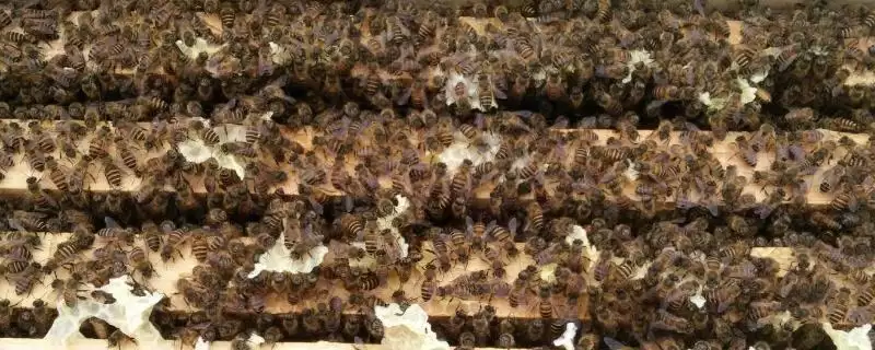 新手养蜂如何避免蜂群逃跑，使用无异味的蜂箱可让蜂群安定-会东网