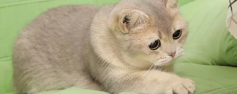 猫为什么会得湿疹这种病呢 ,猫接触过敏物、过度舔毛会得湿疹-会东网