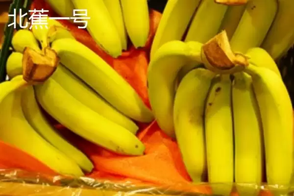 台湾香蕉的主要栽培品种，常见的有李林蕉、玫瑰蕉、旦蕉等插图6