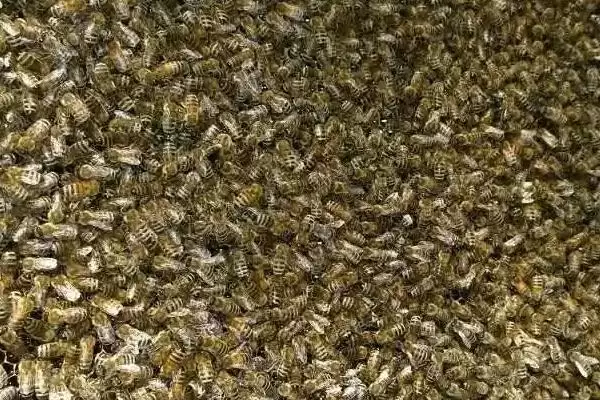 蜜蜂是如何扇风的，因蜂种不同而不同插图2