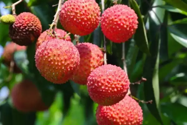 中国十大蜜源植物，花期持续时间长短不一插图6