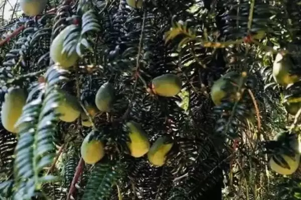 香榧的基本介绍和要点？了解香榧需关注哪些关键信息？插图1