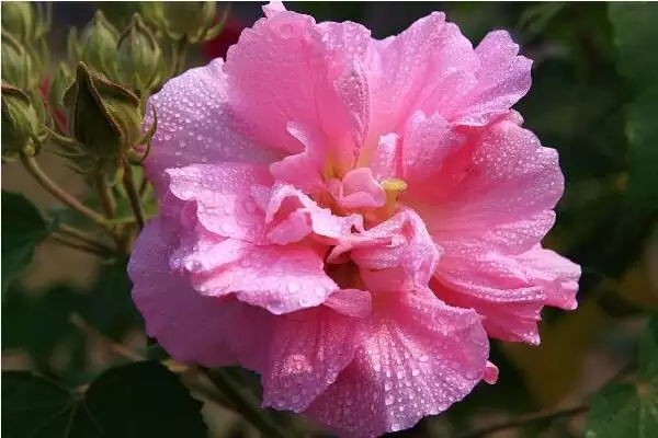 木芙蓉花具有什么寓意呢,木芙蓉花寓意纯洁美丽、富贵吉祥等寓意插图1