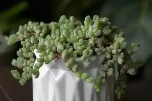 给碧玉莲上盆的方法和重点？给碧玉莲上盆要做好哪些细节？插图3
