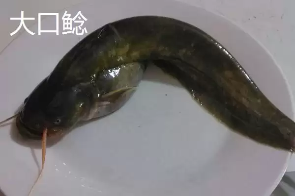 鲶鱼的凶猛本色：凶猛的捕食性鱼类的生存之道插图5