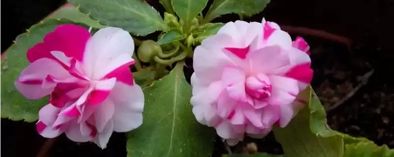 水梅花怎么养？养殖水梅花要掌握哪些关键的养护方法和要点？-会东网