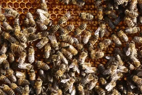 蜂王被围如何解救，可采取喷烟、移标、投水等措施插图1