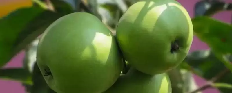 有哪些冷门苹果品种，包括印度青苹果、黄香蕉苹果、红星苹果等种类-会东网