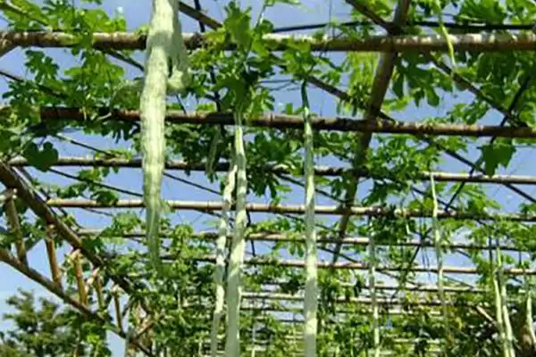 蛇瓜种植技术的方法和重点？种蛇瓜要做好哪些细节？插图1