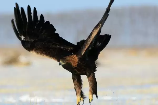 松鼠的天敌，紫貂和鼬类常以其为食插图3