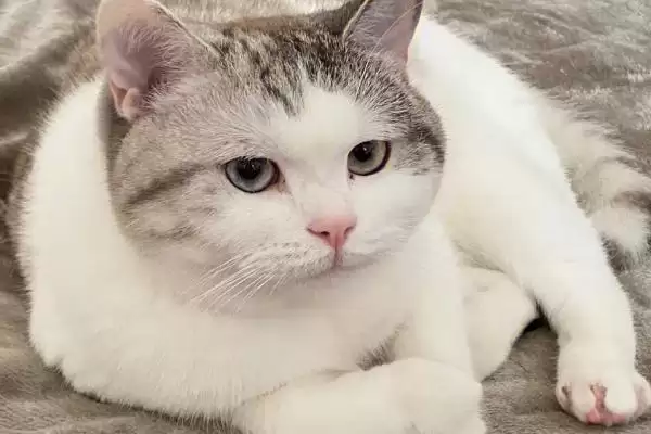 猫咪长耳螨会有哪些症状表现 ,猫咪长耳螨会出现频繁甩头现象插图3