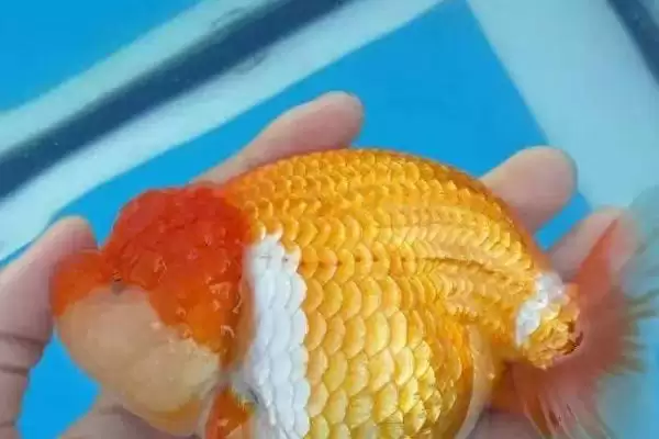 金鱼的品种分类 ,金鱼分为哪几大类品种呢插图4