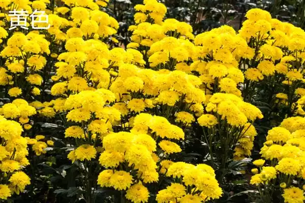 菊花的颜色种类 ,菊花常见的颜色有哪些呢？插图1