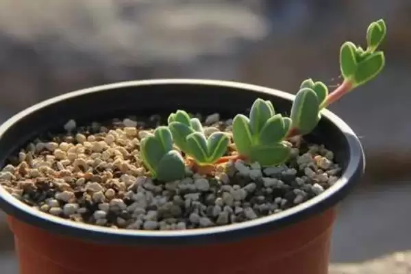 给碧玉莲上盆的方法和重点？给碧玉莲上盆要做好哪些细节？插图5