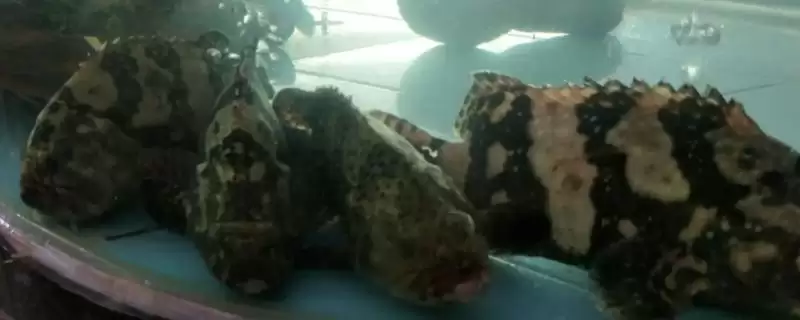 老虎斑的育苗方法 ,老虎斑育苗选鱼苗有何关键要点？-会东网