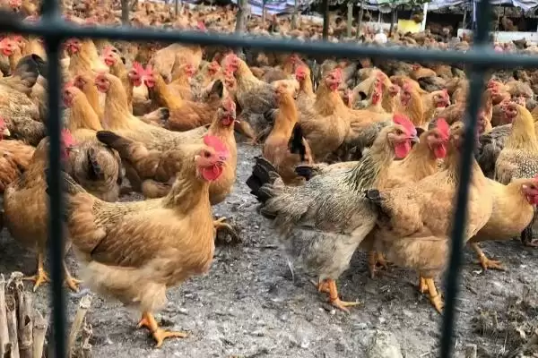 提高养鸡经济效益的方法和重点？养鸡要做好哪些效益提升策略？插图5