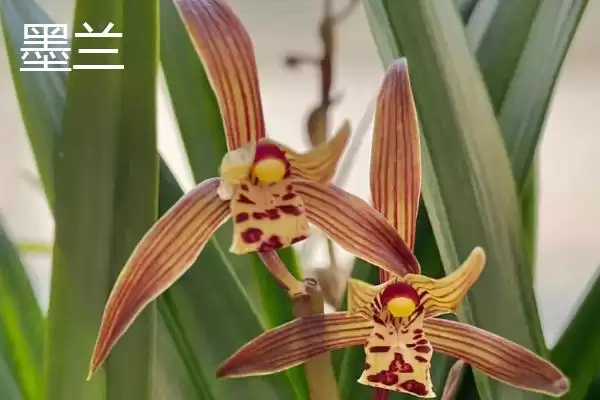 兰花的花语和象征意义 ,兰花有哪些花语及象征内涵？插图10