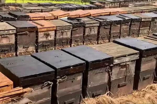 养蜂相关知识，需注意防治蚂蚁、胡蜂等天敌插图5