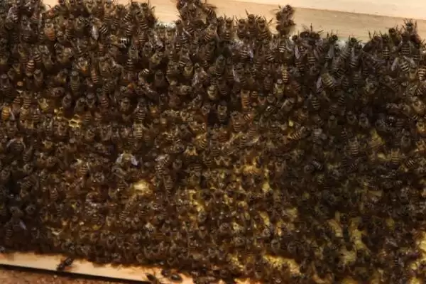 怎样识别作盗群，可在被盗群的巢门口撒些白色面粉或其他无毒的颜料插图1