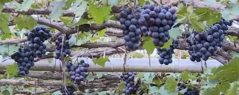 辽宁省锦州市有哪些特色水果，包括北镇葡萄、银白杏、锦州苹果等种类-会东网