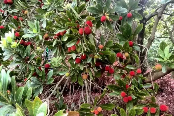 杨梅怎么种植，2-3月份定植可提高成活率插图5