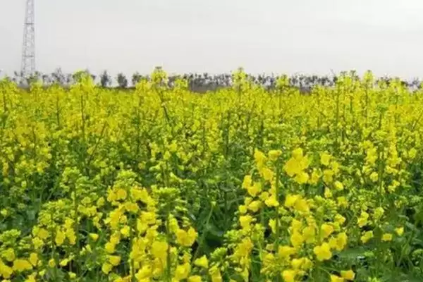 油菜高产栽培技术，长江流域的播期最迟不超过10月中旬插图1