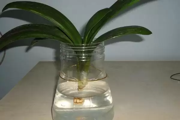 没有根系的君子兰如何水培生根 ,无根系君子兰可浸水增温生根插图1