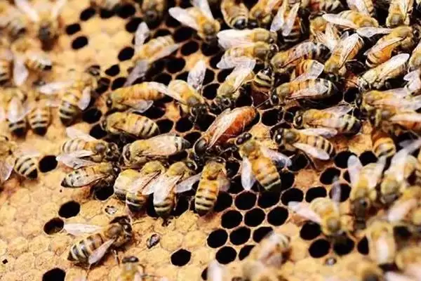 蜂王是如何产生的，分为自然分蜂王、自然交替王、急造王、人工王四种插图10