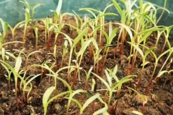 种植波斯菊种子的方法和重点？种植波斯菊种子要做好哪些细节？插图2