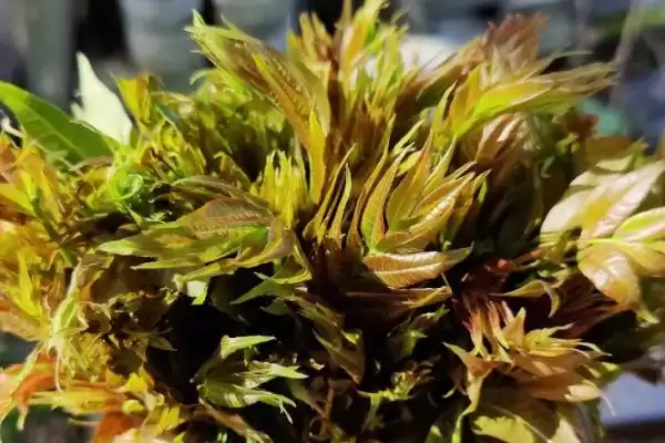 目前哪些野菜具有种植前景呢,芦蒿、苋菜、苦菜等野菜有种植前景插图6 目前哪些野菜具有种植前景呢,芦蒿、苋菜、苦菜等野菜有种植前景插图6