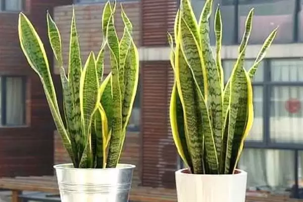 如何促使虎皮兰冒新芽？养护虎皮兰促新芽要掌握哪些有效技巧？插图6