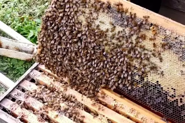 蜂群合并后第二天是什么状态，秩序一般会恢复正常插图1