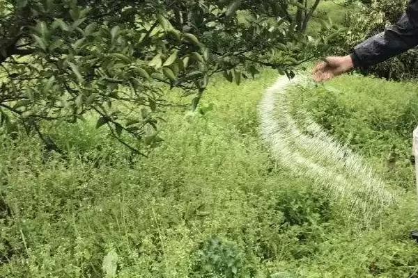 苹果水裂纹发生原因及防治方法，需对症下药插图5