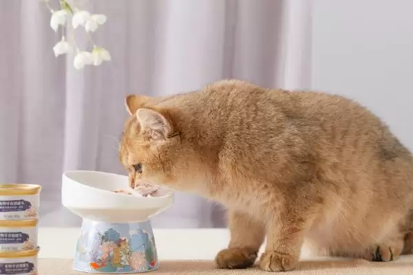 猫咪发腮好还是不好 ,猫咪发腮仅影响体型和外表插图5 猫咪发腮好还是不好 ,猫咪发腮仅影响体型和外表插图5