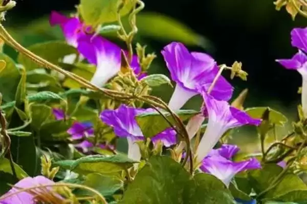 牵牛花的顽强生命力：花朵颜色多且生命力强的奥秘插图3