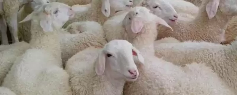 羊痘在什么部位能看到，主要在羊皮肤无毛或少毛部位发生-会东网