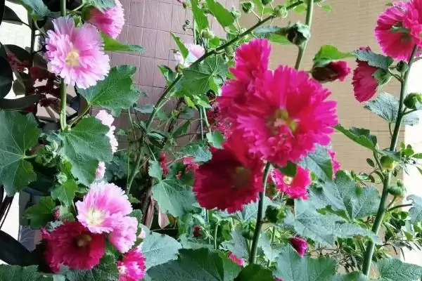 修剪盆栽芙蓉花的方法和重点？修剪盆栽芙蓉花要做好哪些细节？插图2