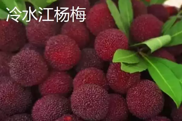 湖南冷水江市的特产，冷水江杨梅大如蛋插图2
