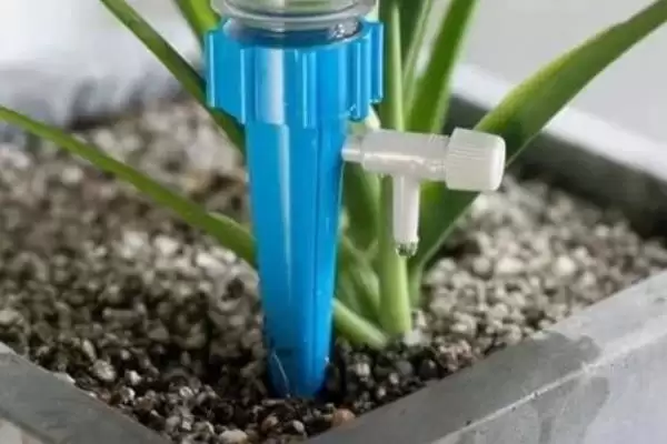 怎么养丁香花盆栽，冬季养殖时需要移至室内插图3