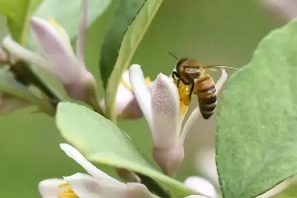 沙巴蜂有没有蜜,蜜源丰富时会采花酿蜜插图4 沙巴蜂有没有蜜,蜜源丰富时会采花酿蜜插图4