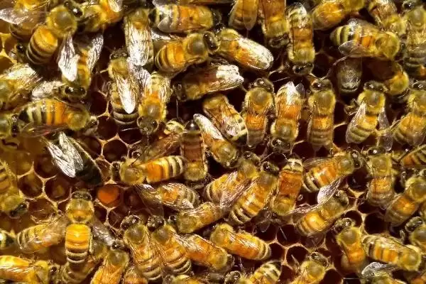 蜜蜂品种和优缺点介绍，包括中华蜜蜂、意大利蜂、东北黑蜂等种类插图7
