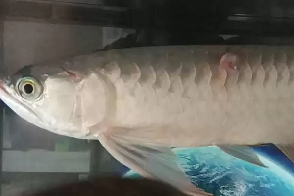 龙鱼掉鳞能恢复得和原来一样吗 ,龙鱼掉鳞后能复原吗插图2