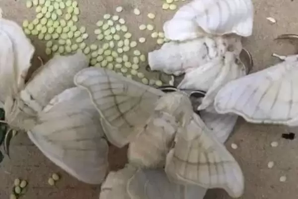 养蚕注意事项的方法和重点？养蚕注意事项要做好哪些细节？插图9