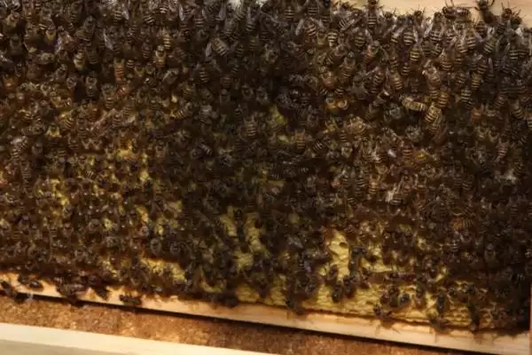 蜂螨的预防和治疗方法，使用升华硫等蒸熏剂可将其灭杀插图2