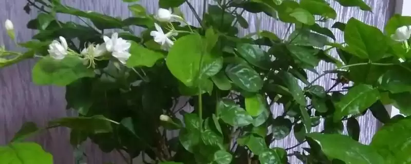 茉莉具有什么样的风水寓意呢 ,茉莉代表提升气运、招财聚财等风水寓意-会东网