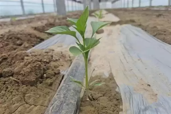 辣椒适龄壮苗的生育期 ,辣椒春季育苗为何需 70-100 天？插图2