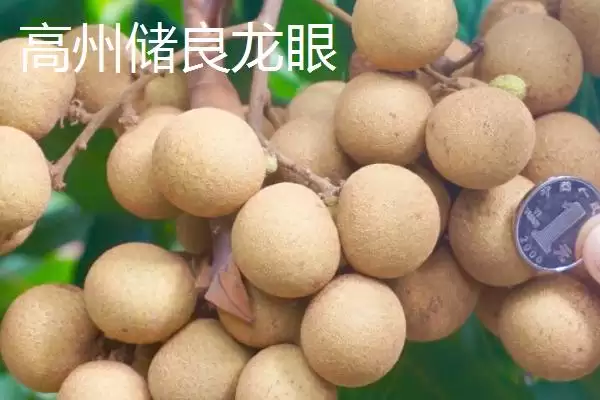 广东省高州市的特产，储良龙眼是著名优良品种插图1