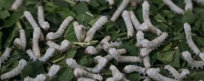 养蚕注意事项的方法和重点？养蚕注意事项要做好哪些细节？-会东网