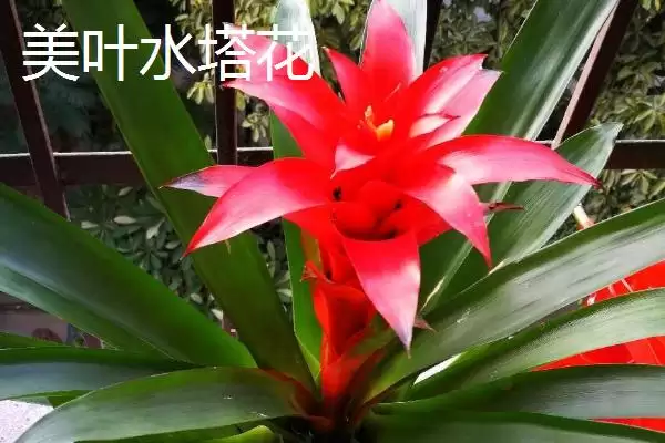 水塔花的种类？认识水塔花种类要了解哪些关键的品种分类和特性要点？插图3